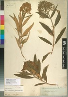 Holotype of Buddleja salicifolia Jacq. [family BUDDLEJACEAE]