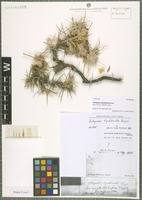 Lectotype of Astragalus diphtherites Fenzl [family FABACEAE]