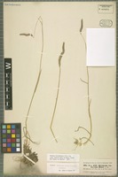 Isotype of Hordeum brevisubulatum (Trin.) Link subspecies violaceum (Boiss. & Hohen.) Tzvelev [family POACEAE]