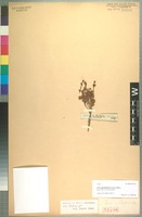 Type of Erica spectabilis Klotzsch ex Benth. [family ERICACEAE]