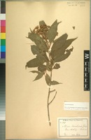 Isotype of Nuxia usambarensis Gilg [family BUDDLEJACEAE]