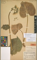 Holotype of Doronicum macrolepis Freyn & Sint. [family ASTERACEAE]