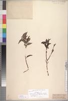 Isotype of Sclerocroton integerrimus Hochst. [family EUPHORBIACEAE]