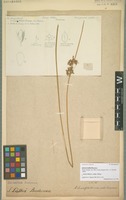 Original material of Juncus luetkei Buchenau [family JUNCACEAE]