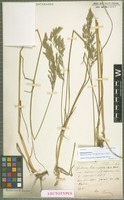 Lectotype of Festuca porcii Hack. [family POACEAE]