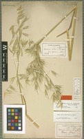 Holotype of Avena byzantina K. Koch variety biaristata (Hack. ex Trab.) Parodi [family POACEAE]