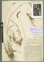 Type of Hordeum brevisubulatum (Trin.) Link subspecies turkestanicum (Nevski) Tzvelev [family POACEAE]