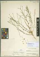 Isotype of Anthochlamys multinervis Rech. f. variety polyantha Aellen [family CHENOPODIACEAE]
