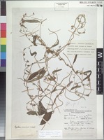 Syntype of Cyphia mazoënsis S. Moore variety stellaris E. Wimm. [family CAMPANULACEAE]
