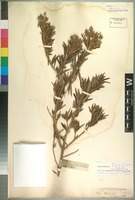 Isotype of Chilianthus arboreus (L. f.) A. DC. variety rosmarinaceus Kuntze [family BUDDLEJACEAE]