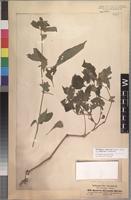 Isolectotype of Phaulopsis longifolia Thoms. ex C. B. Clarke [family ACANTHACEAE]