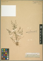 Type? of Eragrostis tephrosanthos Schult. [family POACEAE]