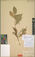 Type of Acalypha cuneata Poepp. [family EUPHORBIACEAE]