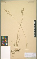 Syntype of Poa binata Nees [family POACEAE]