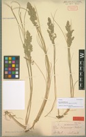 Syntype of Poa novarae Reichardt [family POACEAE]