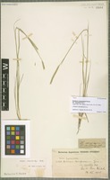 Type of Hordeum compressum Griseb. variety superatum Hack. [family POACEAE]