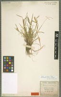 Isotype of Hordeum andicola Griseb. [family POACEAE]