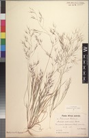 Syntype of Aristida scabrivalvis Hack. [family POACEAE]