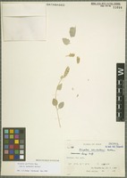 Isotype of Atriplex wendelboi Aellen [family CHENOPODIACEAE]