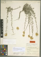Holotype of Helichrysum artvinense P. H. Davis & Kupicha [family ASTERACEAE]