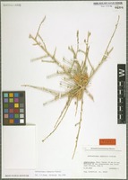 Isotype of Anthochlamys afghanica Podlech [family CHENOPODIACEAE]