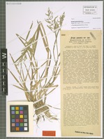 Type of Puccinellia pannonica (Hack.) Holmb. [family POACEAE]