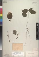 Type of Ruellia patula Jacq. [family ACANTHACEAE]