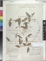 Syntype of Cyphia mazoënsis S. Moore variety stellaris E. Wimm. [family CAMPANULACEAE]