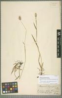 Type? of Alopecurus laguriformis Schur ex Griseb. & Schenk [family POACEAE]