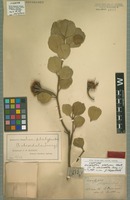 Isotype of Eucalyptus platypus Hook. [family MYRTACEAE]