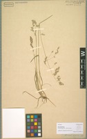 Syntype of Poa binata Nees [family POACEAE]