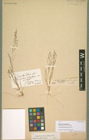 Isotype of Eragrostis cognata Steud. [family POACEAE]