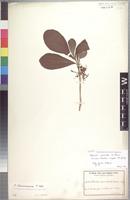 Isotype of Pavetta arenicola K. Schum. [family RUBIACEAE]