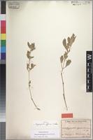 Isotype of Hygrophila affinis Lindau [family ACANTHACEAE]