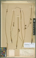 Type of Juncus glaucus Ehrh. ex G. Gaertn., B. Mey. & Scherb. variety fasciculatus Buchenau [family JUNCACEAE]
