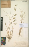 Type of Hordeum murinum L. forma montanum Hack. [family POACEAE]