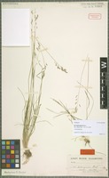 Holotype of Poa heterogama Hack. [family POACEAE]