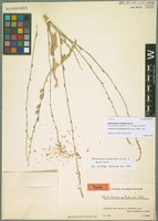 Syntype of Anthochlamys rechingeri Aellen [family CHENOPODIACEAE]