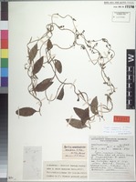 Holotype of Cyphia rivularis E. Wimm. [family CAMPANULACEAE]