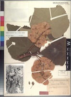 Holotype of Dombeya sphaerantha Gilli [family STERCULIACEAE]