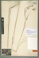 Type of Andropogon apricus Nees variety indicus Hack. [family POACEAE]