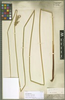 Isotype of Juncus elatus Steud. [family JUNCACEAE]