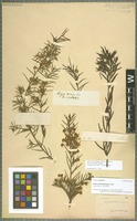Type? of Acacia trinervata Sieber ex DC. [family MIMOSACEAE]