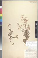 Isotype of Hermannia amabilis Marloth ex K. Schum. [family STERCULIACEAE]