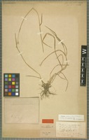 Lectotype of Hordeum apertum Phil. [family POACEAE]