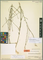 Syntype of Anthochlamys rechingeri Aellen [family CHENOPODIACEAE]
