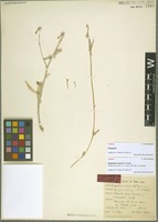 Isotype of Zeugandra iranica P. H. Davis [family CAMPANULACEAE]