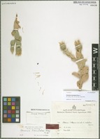 Holotype of Cousinia iranshahrii Rech. f. [family ASTERACEAE]