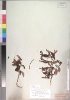 Isotype of Sclerocroton integerrimus Hochst. [family EUPHORBIACEAE]