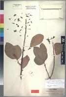Syntype of Turraea nilotica Kotschy&Peyr. [family MELIACEAE]